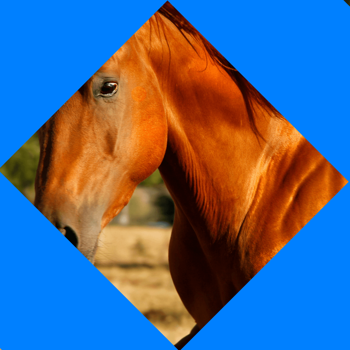 Horses & Riding
