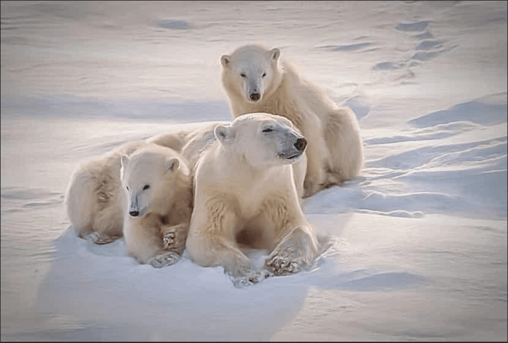 Arctic