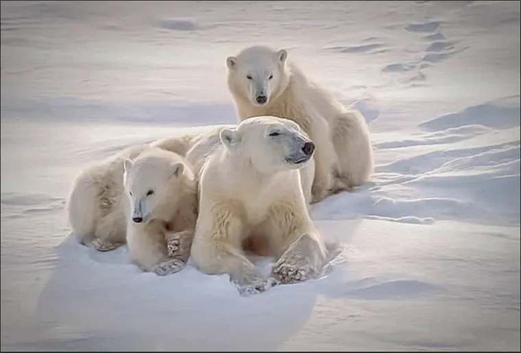 Arctic